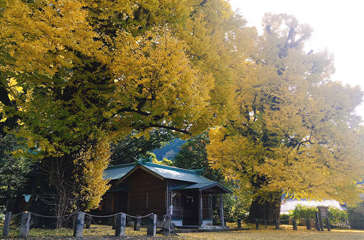 宮浦宮夫婦イチョウ